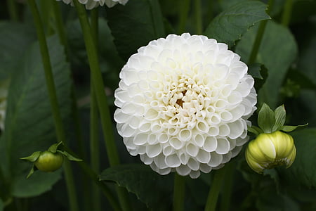 Dahlia, biela, kvet, Dahlia Záhrada, Príroda, rastlín, Petal