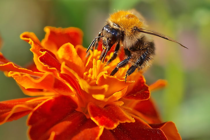 insekt, anlegget, natur, Bee, blomst, pollen, pollinering