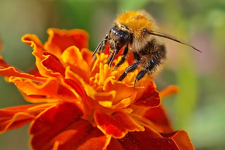 насекоми, растителна, природата, пчела, цвете, цветен прашец, опрашване