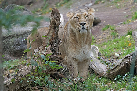 indian lion, female, predator
