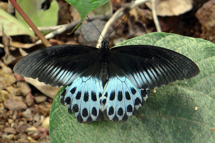 Mórmon azul, Papilio polymnestor, grande, borboleta rabo de andorinha, Sul da Índia, pedra do castelo, ghats ocidental