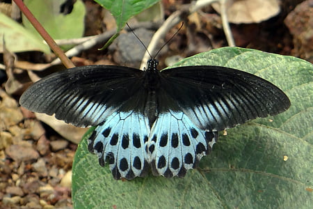 mormon niebieski, Papilio polymnestor, duży, Swallowtail motyl, południowe Indie, Castle rock, Ghaty Zachodnie