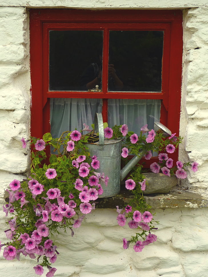 window, flowers, window frames, floral decorations, ireland, watering can, idyll