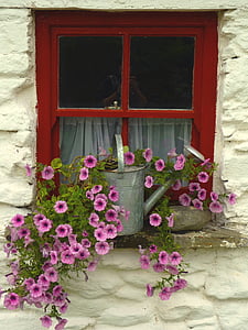 okno, cvetje, okenski okvirji, cvetlični okraski, Irska, zalivanje lahko, idila