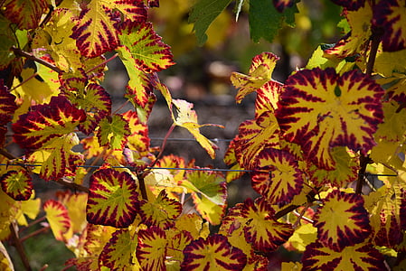 葡萄树, 秋天, 藤叶, 黄色, 葡萄园