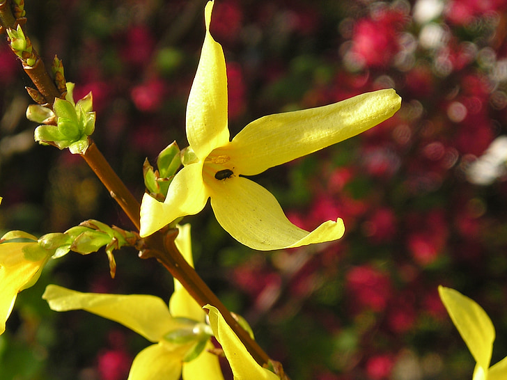 jaune, Forsythia, jardin