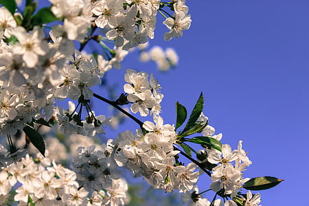 flor, azul, céu, árvore, natureza, Primavera, filial