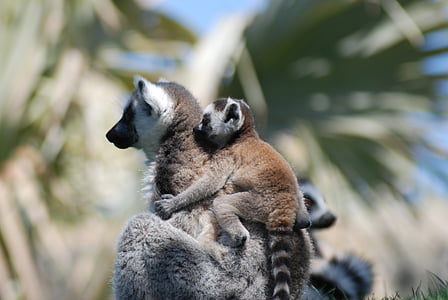 animal, Lemur, naturaleza, animales