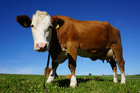 Корова, животное, крупный рогатый скот, управления жизненным циклом приложений, kuhschnauze