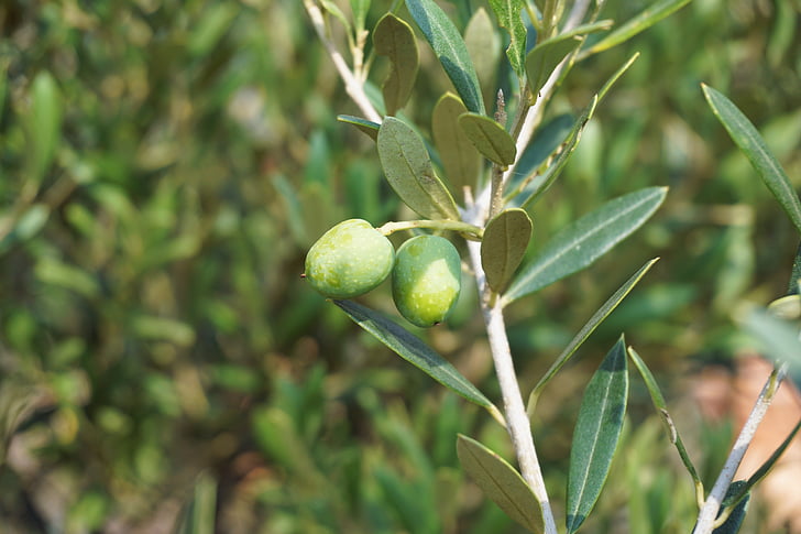 olive, albero di ulivo, ramo d'ulivo, albero, pianta, verde, natura