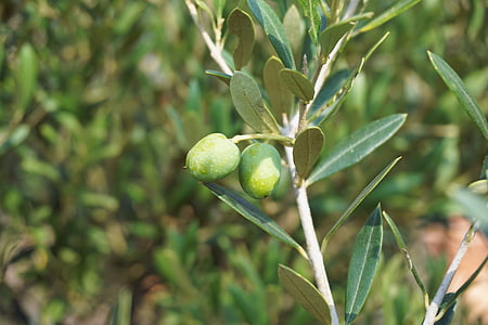 Oliven, Olivenbaum, Olivenzweig, Baum, Anlage, Grün, Natur