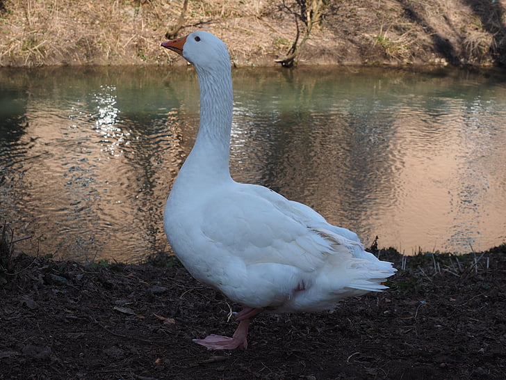 goose, animal, white, livestock, bird, poultry, domestic goose