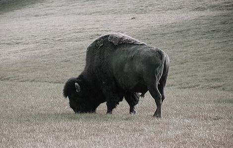 divoké, American buffalo, Bison, Buffalo, zviera, americký bizón, Príroda