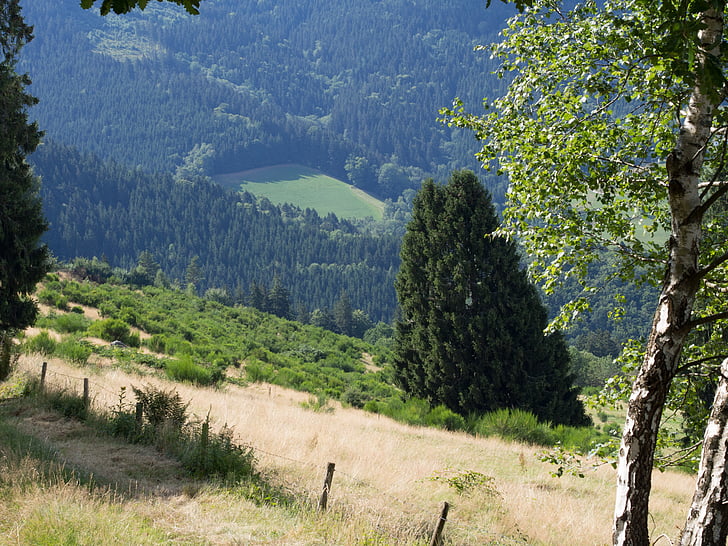 Schwarzwaldin, kuusen, niitty, laidun, Alm, vuoret, Koivu