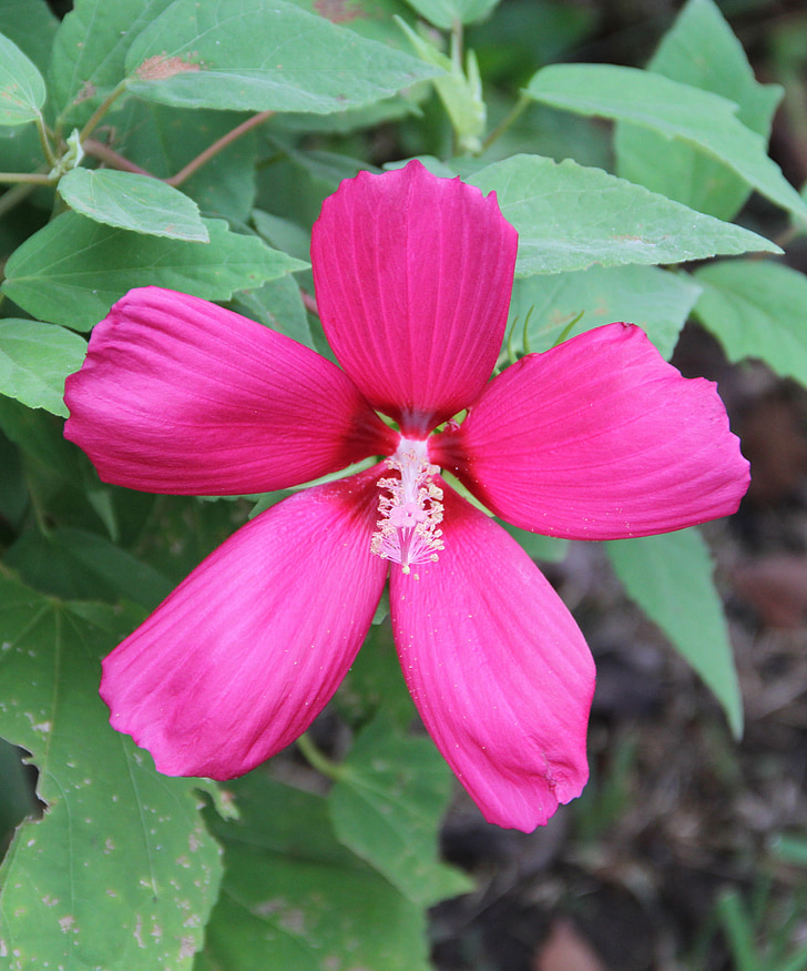 Hibiscus, flor, naturaleza