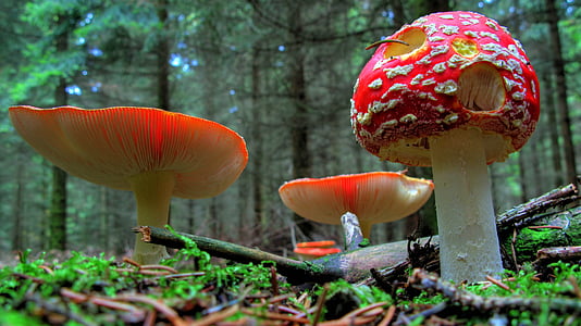 fly agaric, mushroom, forest, nature, red fly agaric mushroom, red, outdoors