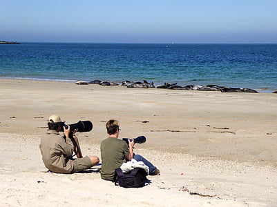 fotógrafo de naturaleza, fotógrafo, fotografía de la naturaleza, focas grises