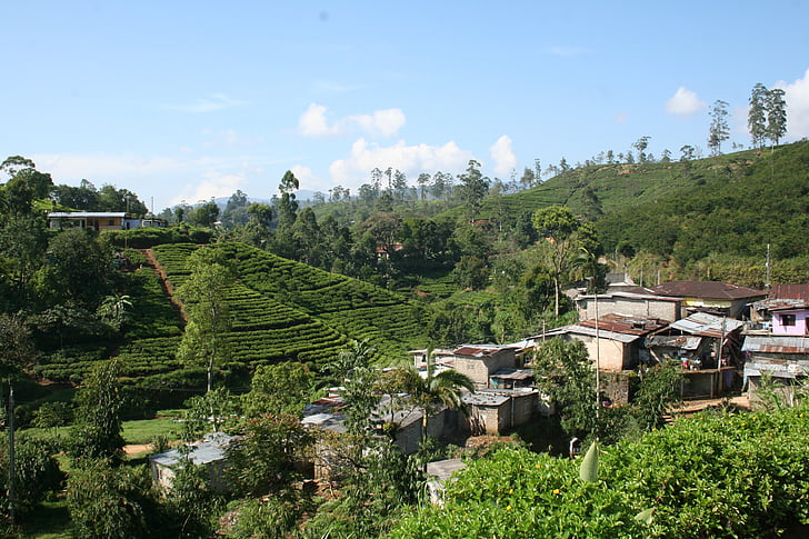 té, plantación de, Sri lanka, naturaleza, verde, campo, árbol