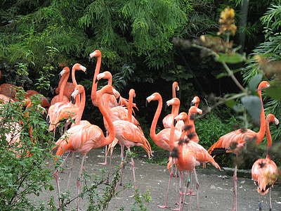ptáci, Příroda, Flamingo, zvíře, peří, křídla