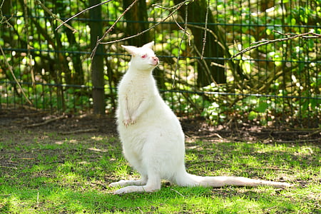 biela bennett kengury, malé, rýchle, skok