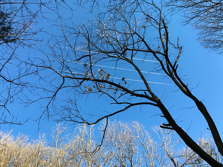 flower, sky, hongluoshi, 2017-01-13-06, tree, nature, branch