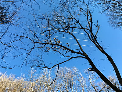Hoa, bầu trời, hongluoshi, năm 2017-01-13-06, cây, Thiên nhiên, chi nhánh