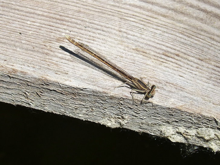 dragonfly, wood, flying insect, summer