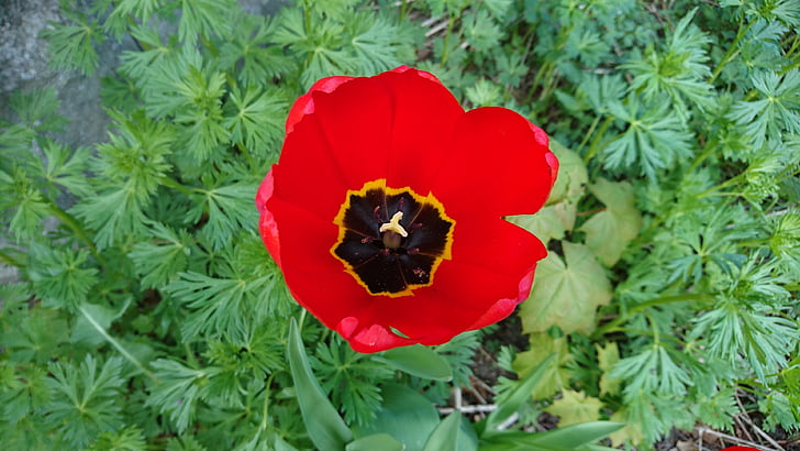 Tulipa, Tulipa vermell, flor, l'estiu, natura, vermell, planta