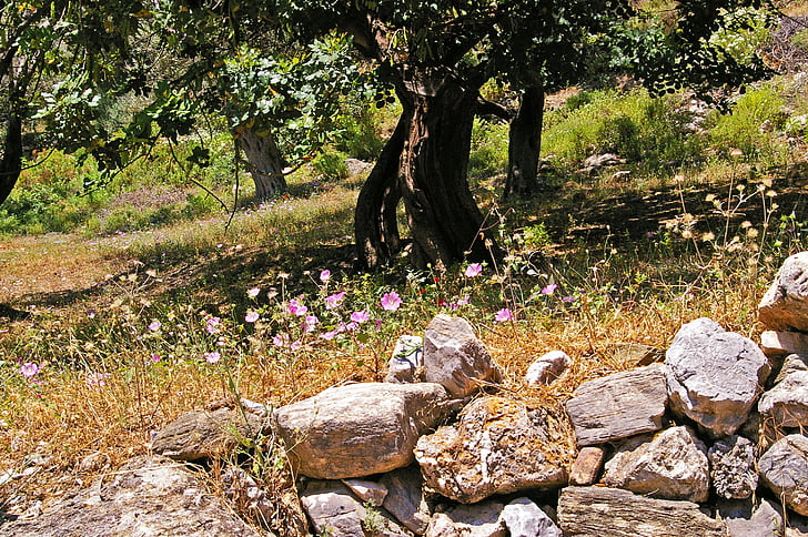 oliventræer, gamle, oliventræ, Log, træ, oliven, træ