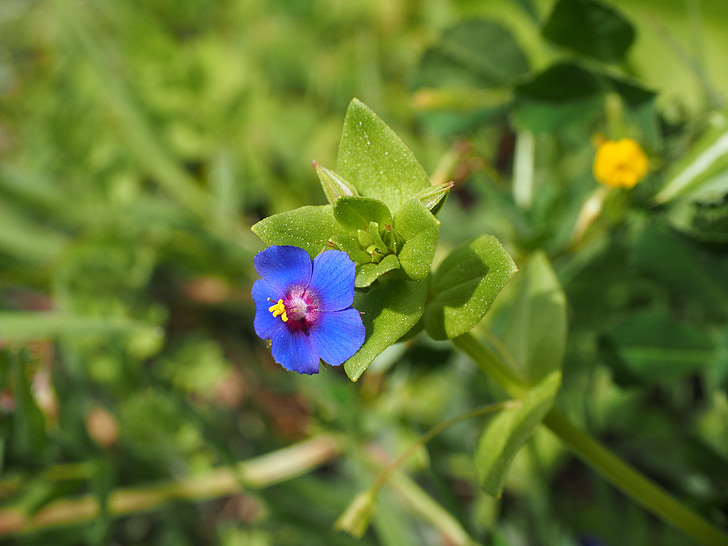 blå pimpernel, blomst, Blossom, blomst, blå, regndråpe, anagallis foemina