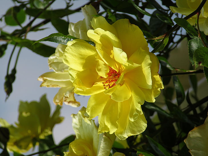 yellow rose, rose, rambler, macro, nature, in bloom, stamens