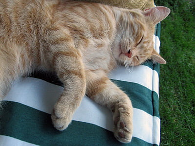 gatto, Tomcat, posti letto, si trova, a riposo