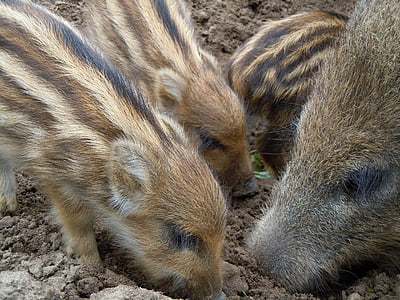 야생 boars, 가족, 구하고