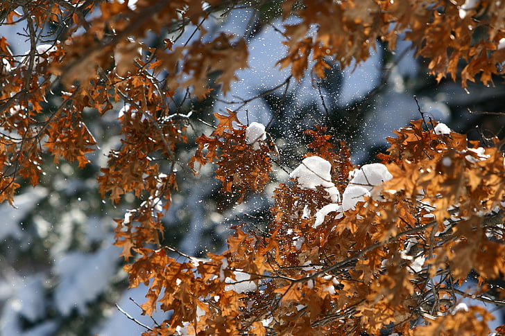 sneg, pozimi, drevo, narave