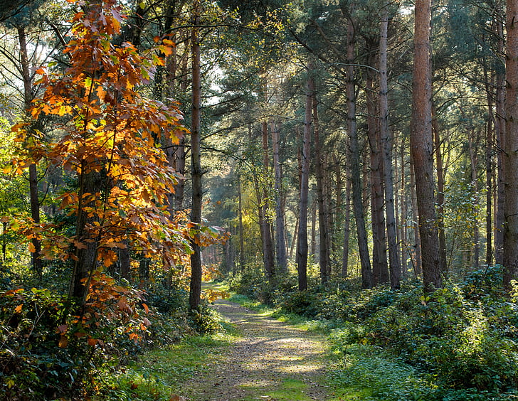 lasu, ścieżka, jesień, Natura, krajobraz, zielony, drzewo