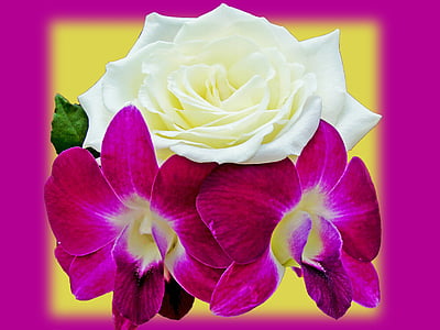 Vintage květiny, orchidej, Rosa, Příroda, okvětní lístek, závod, květu
