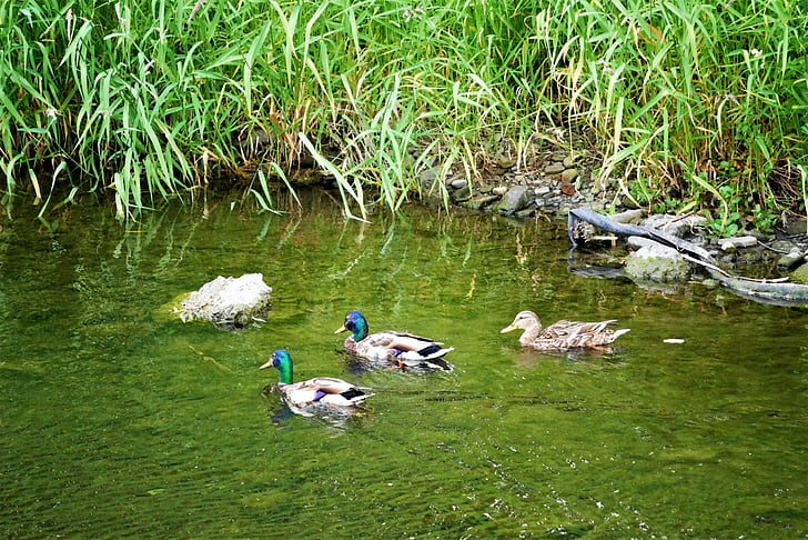 патици, река, природата, птица, животните, дива природа, патица