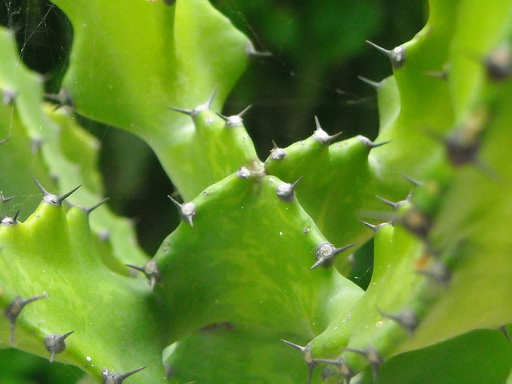kaktusz, Thorn, növények, zöld