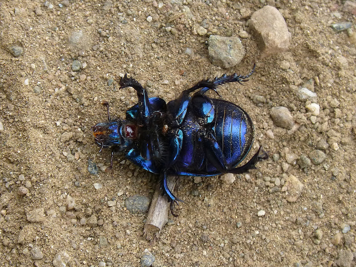 beetle, belly up, iridescent, bright, dead, insect, nature