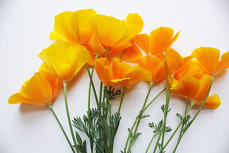 Poppies, California, Poppy, Orange, Amerika Serikat, alam, kuning