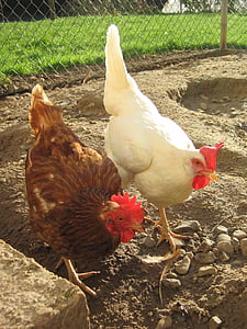 pollastres, sol, galliner, granja, aviram, l'agricultura, animal