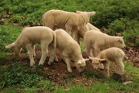 lamm, fåren, djur, Söt, Schäfchen, ull, djurvärlden