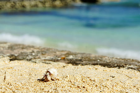 kræft, Shell, Beach, Krabbe, havdyr, eremitkrebs, sand