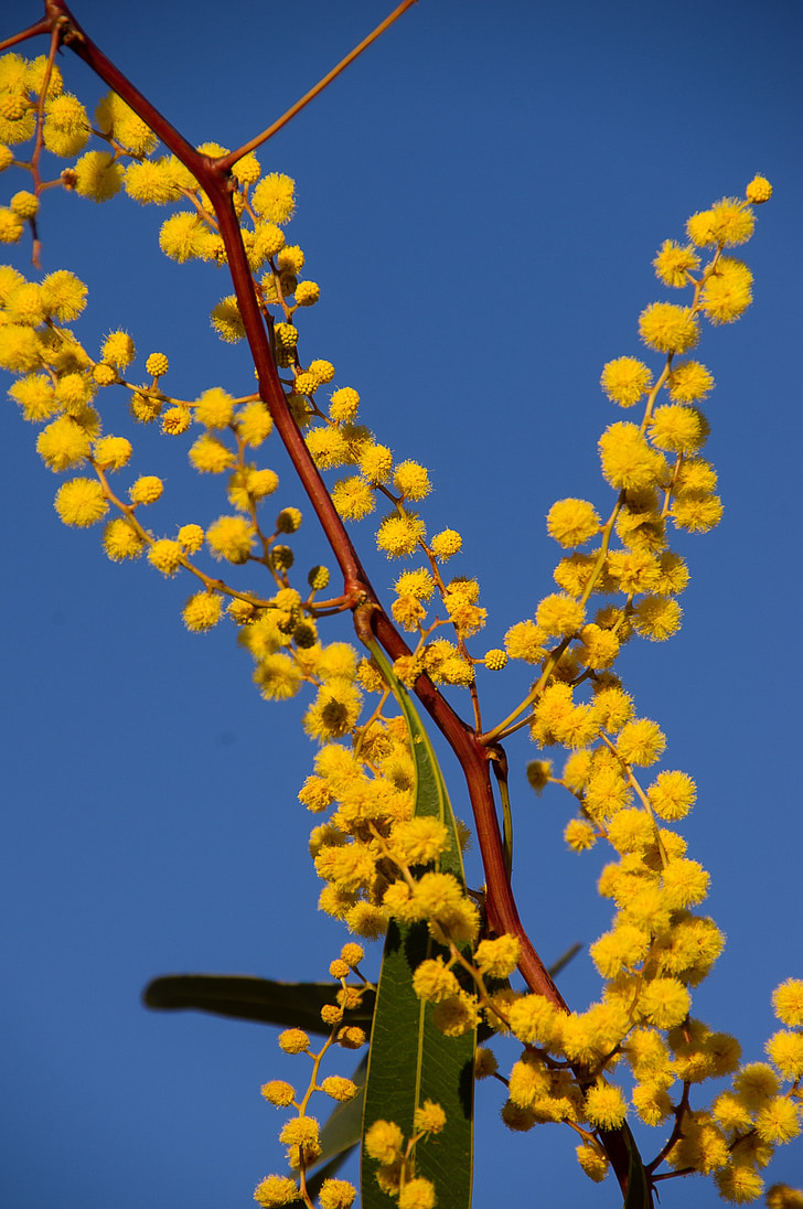 acácia, Wattle, flores, amarelo, nativo australiano, muitos, céu azul