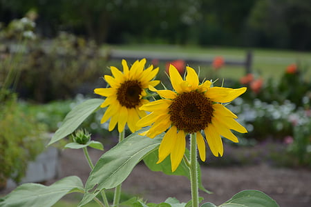sunflower, yellow flower, garden, flower, yellow, nature, botany