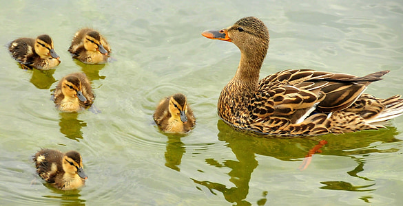 pato silvestre ducks, gallina, cría, aves acuáticas, flora y fauna, naturaleza, familia