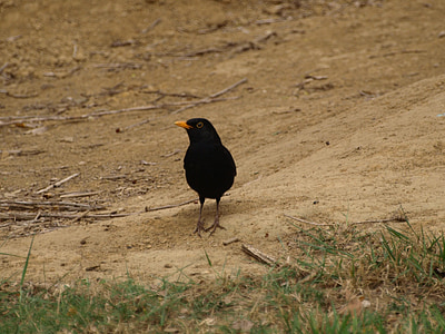 Blackbird, con chim, màu đen, mùa hè