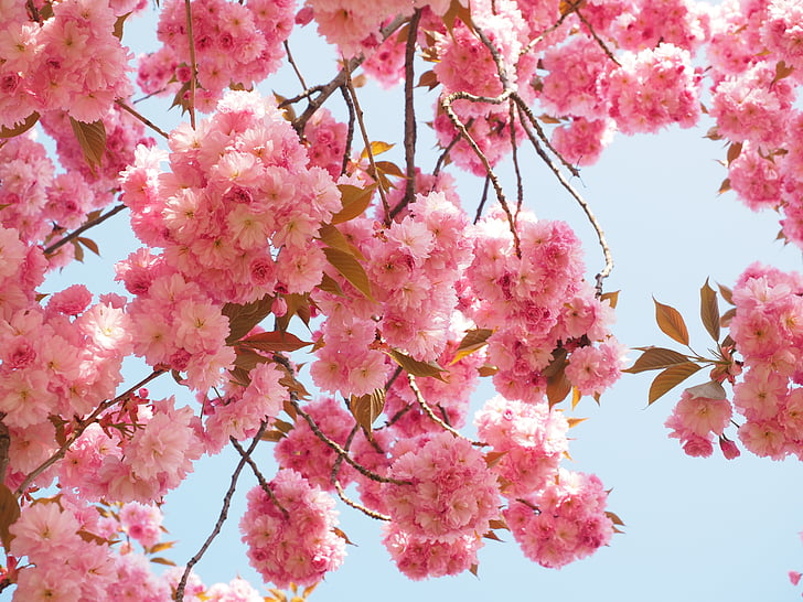 kersenbloesem, Japanse kers, geur, Blossom, Bloom, Japanse sierkers, decoratieve cherry
