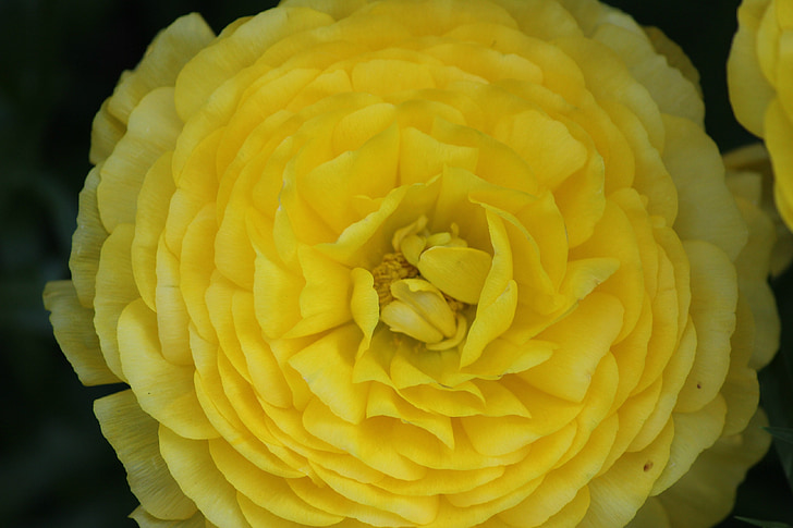 fiore del Ranunculus, ranunculus giallo, fiore, Bloom, ranuncolo, Blossom, giallo