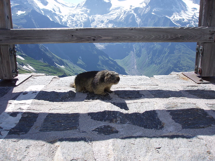 marmot, marmot on grossglockner, am großglockner marmot, grossglockner, animal, mountain, mammal